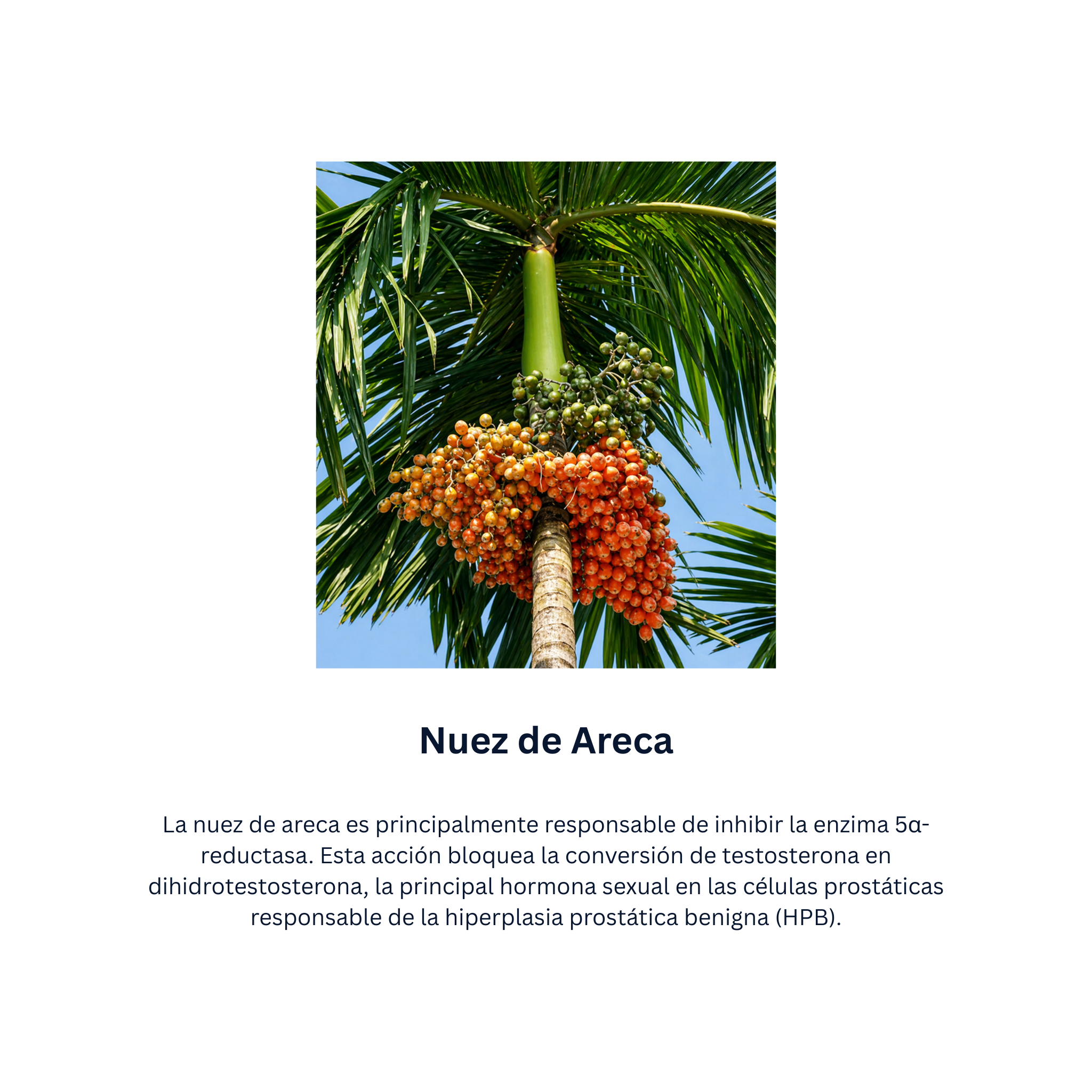 Himplasia Tabletas