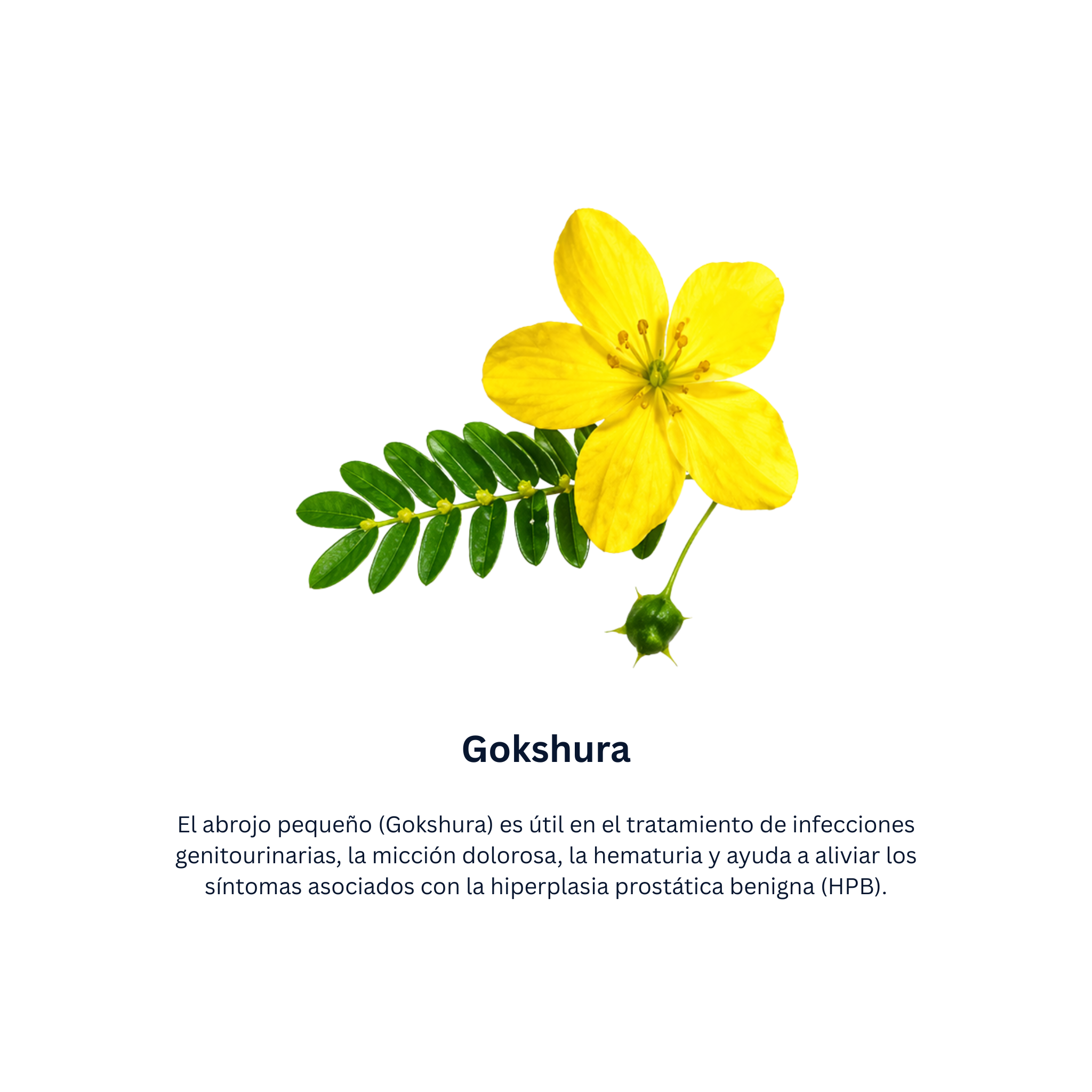 Himplasia Tabletas