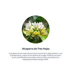 Himplasia Tabletas