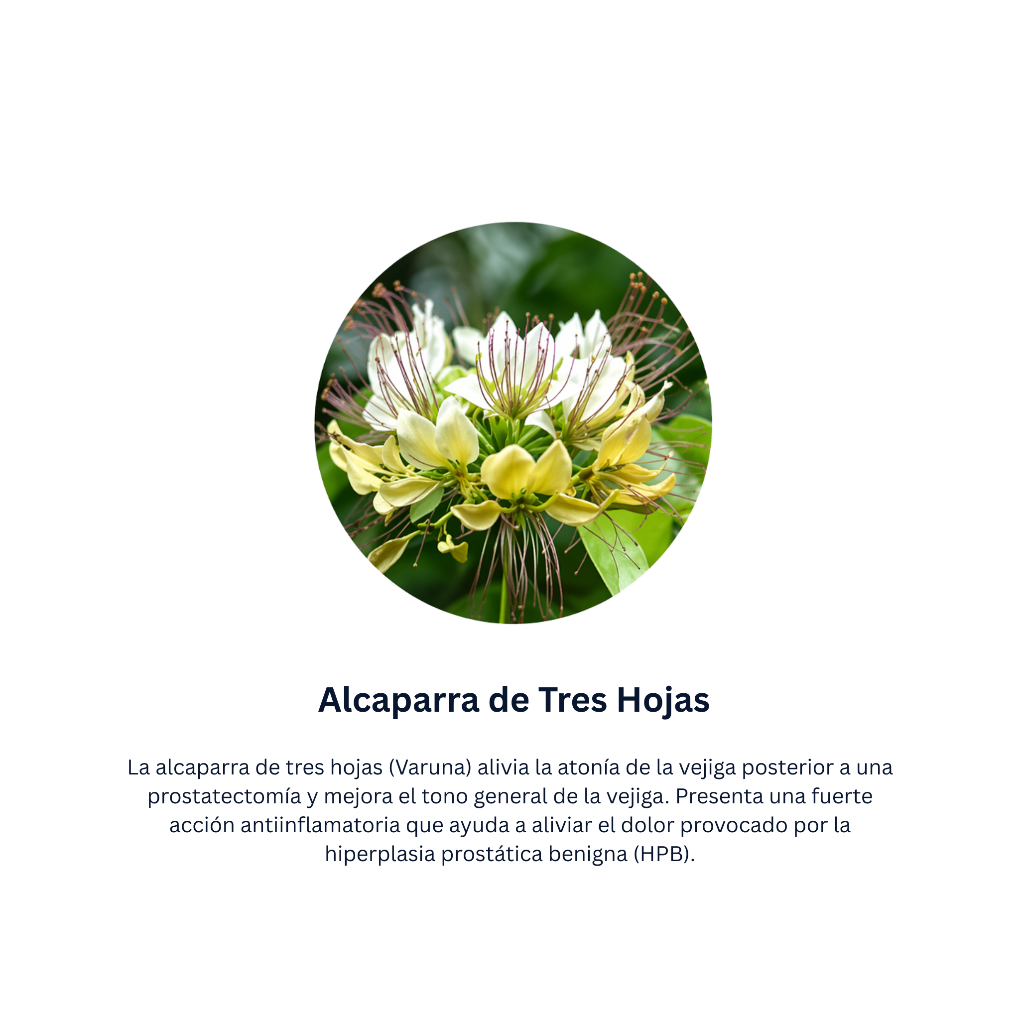 Himplasia Tabletas